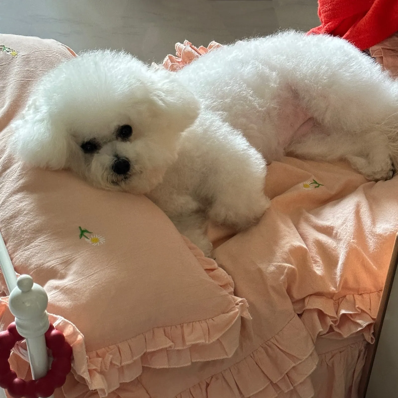 全國動物醫院大雅分院