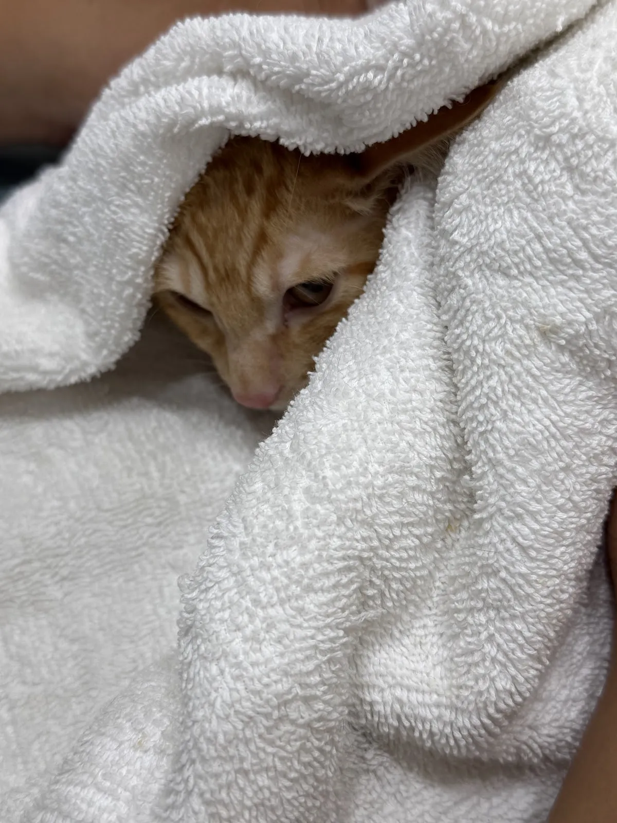 全國動物醫院大雅分院