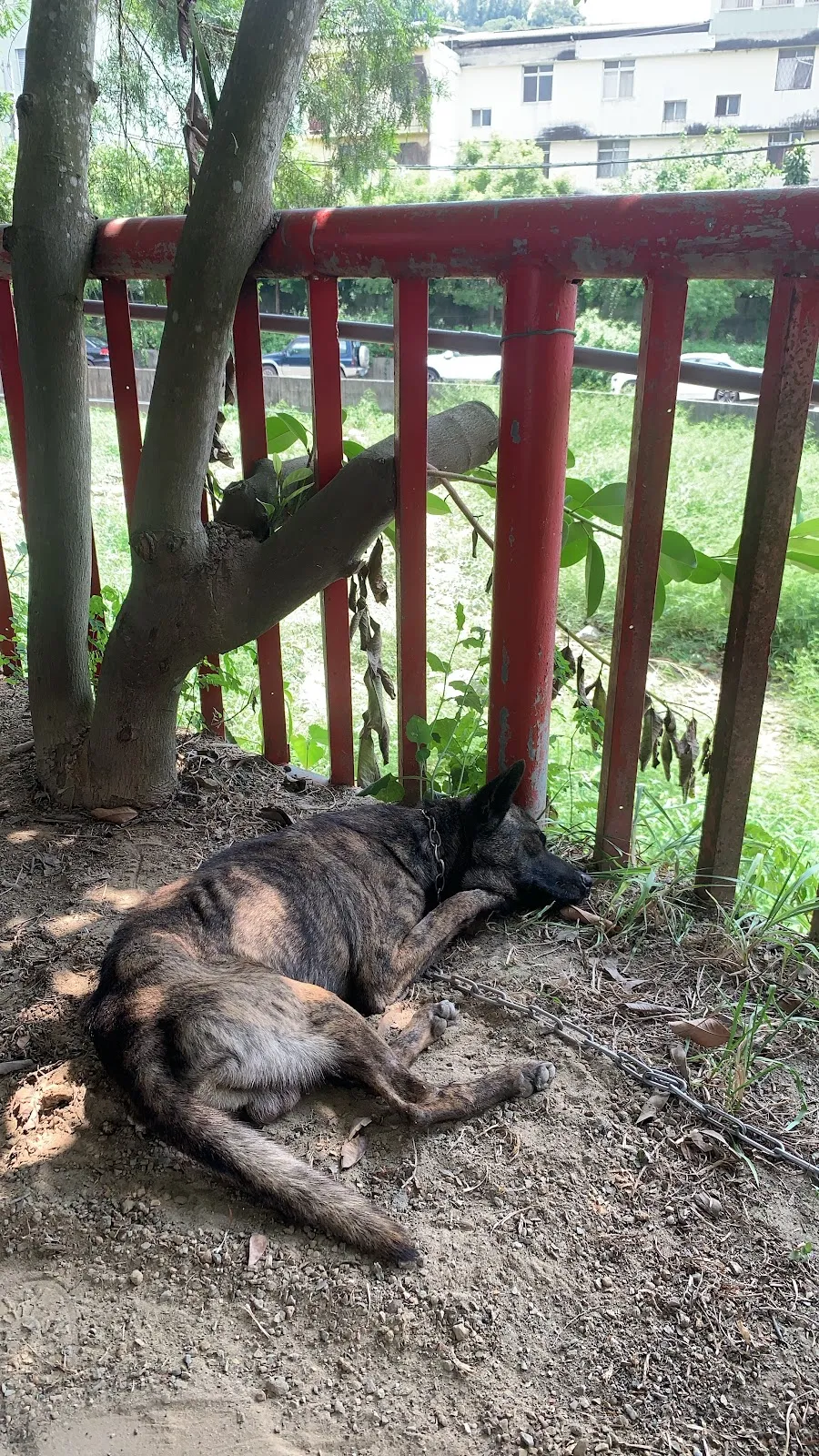 聖愛動物醫院太平分院