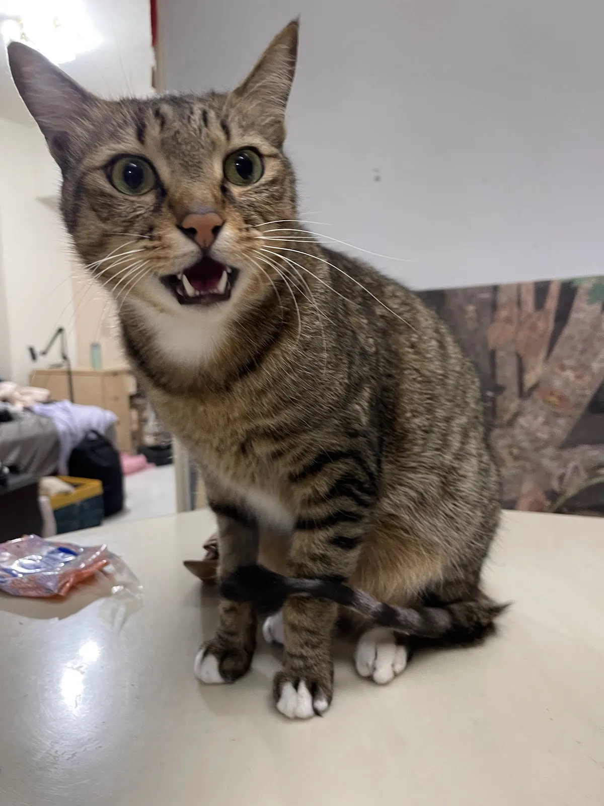 全國動物醫院永和分院