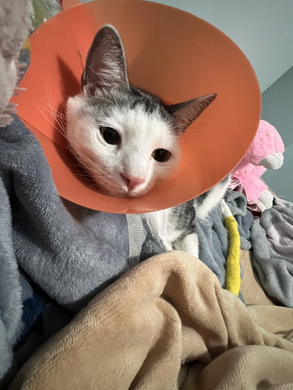 全國動物醫院永和分院