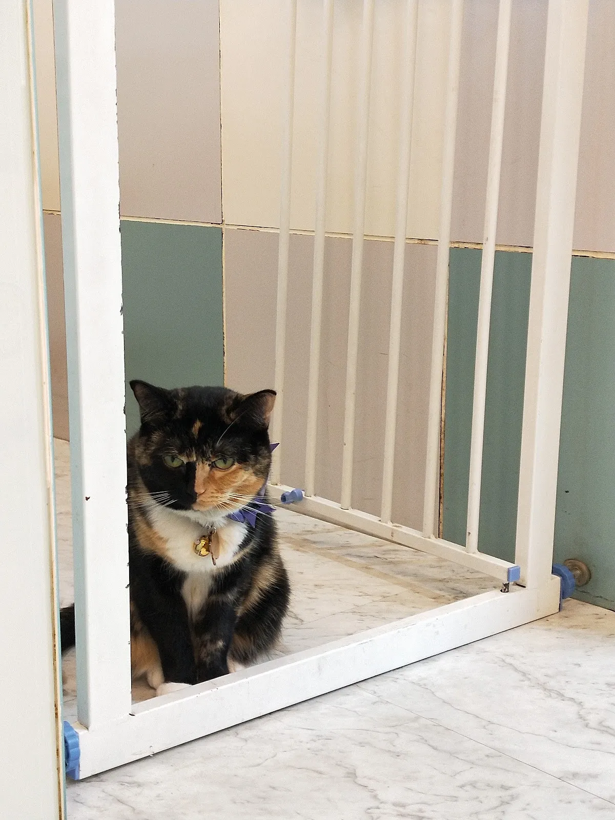 全國動物醫院永和分院