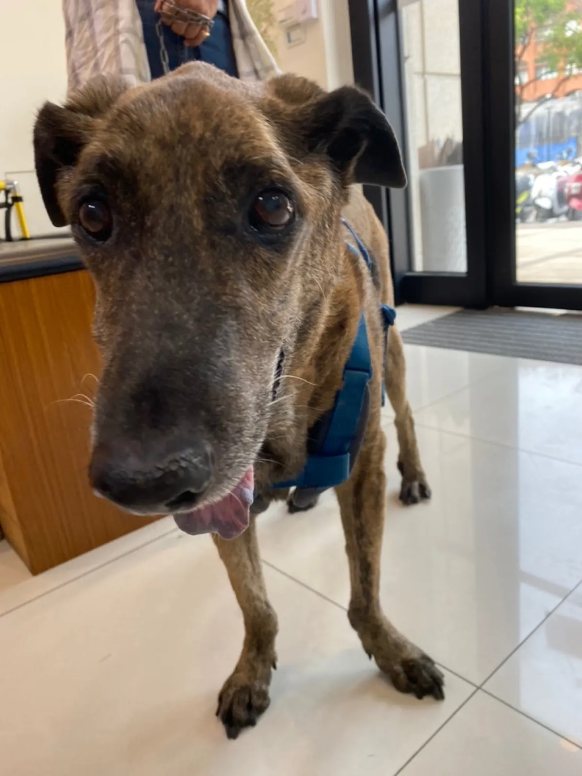 楠梓德民動物醫院