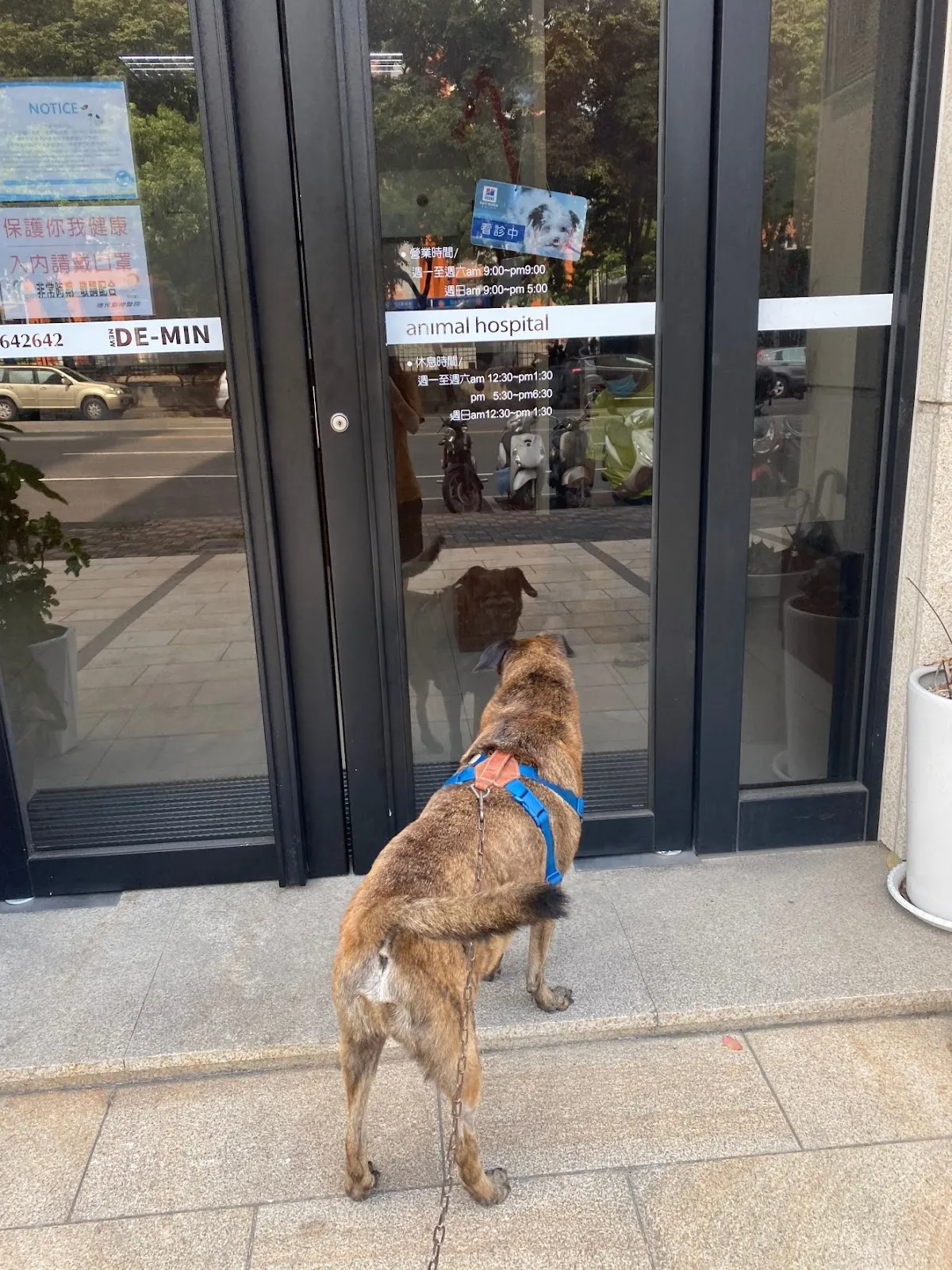 楠梓德民動物醫院