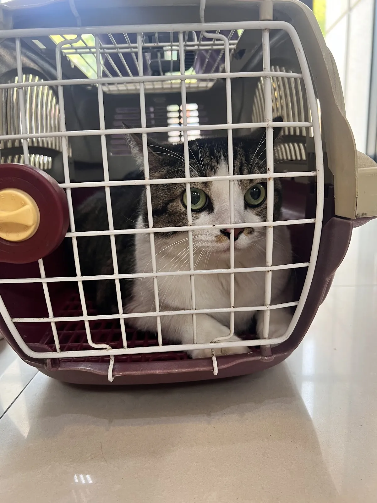 楠梓德民動物醫院