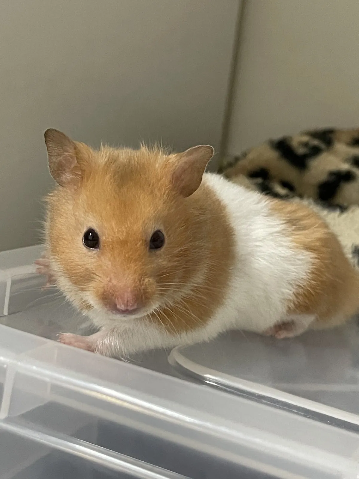 全國動物醫院豐原分院