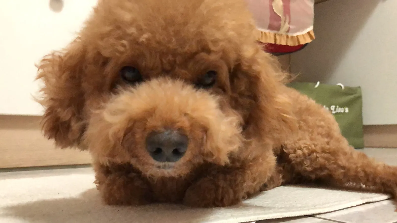 動物之家獸醫院