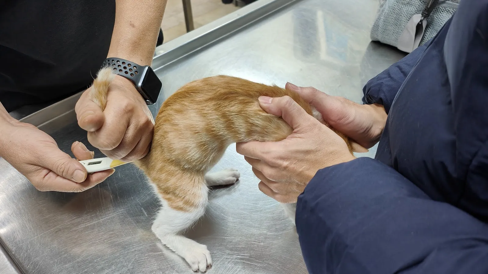 動物之家獸醫院