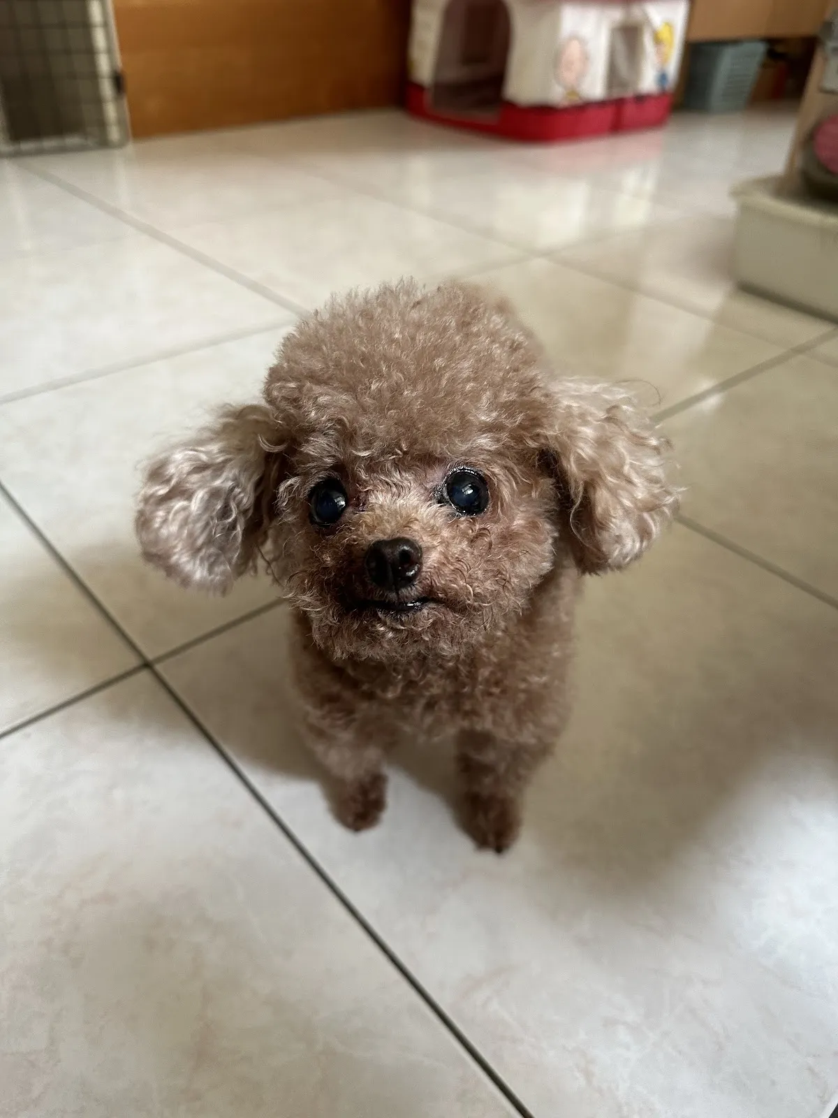 動物之家獸醫院