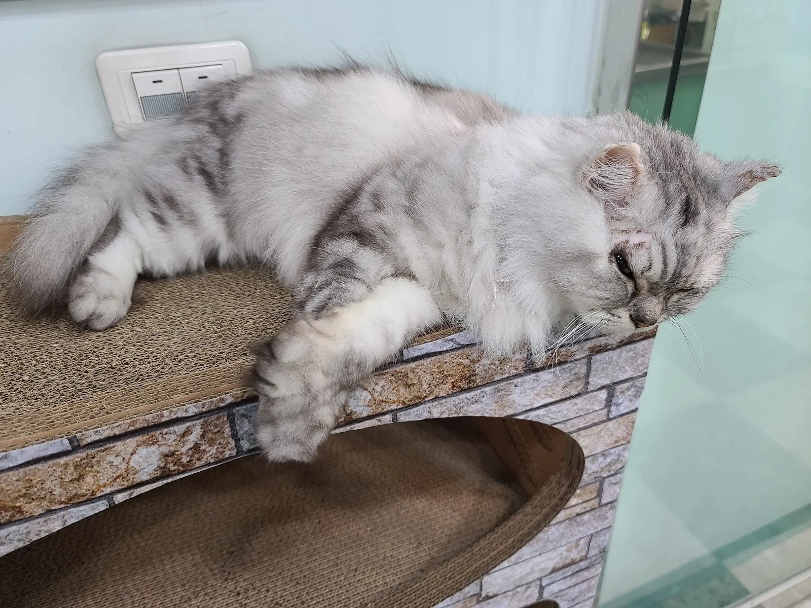 全陽犬貓專科醫院