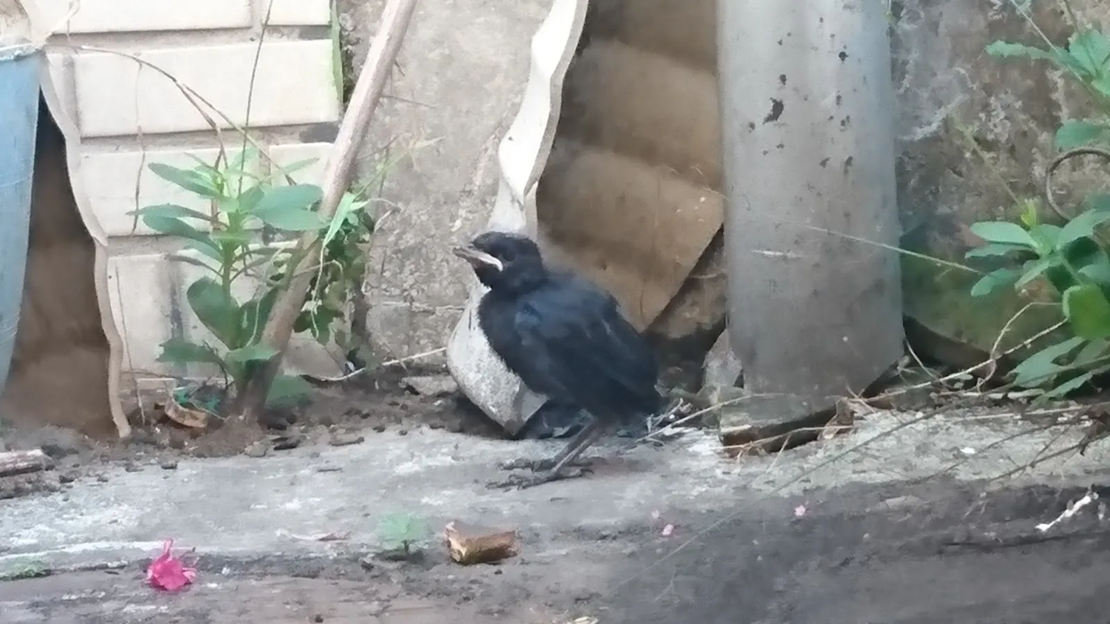 全陽犬貓專科醫院