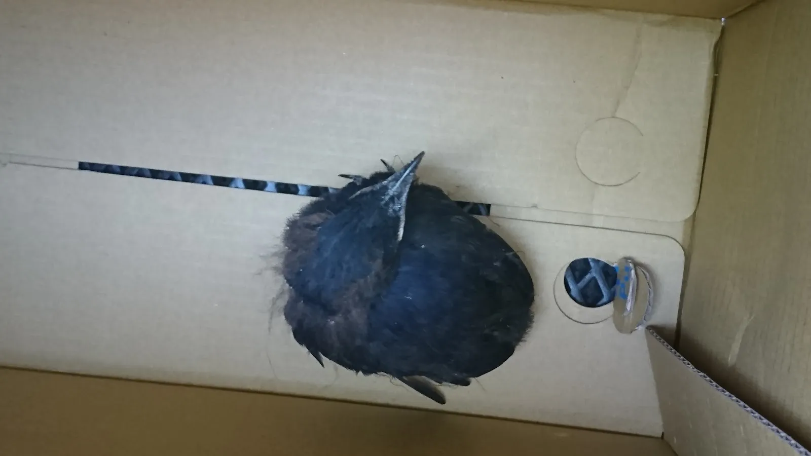 全陽犬貓專科醫院