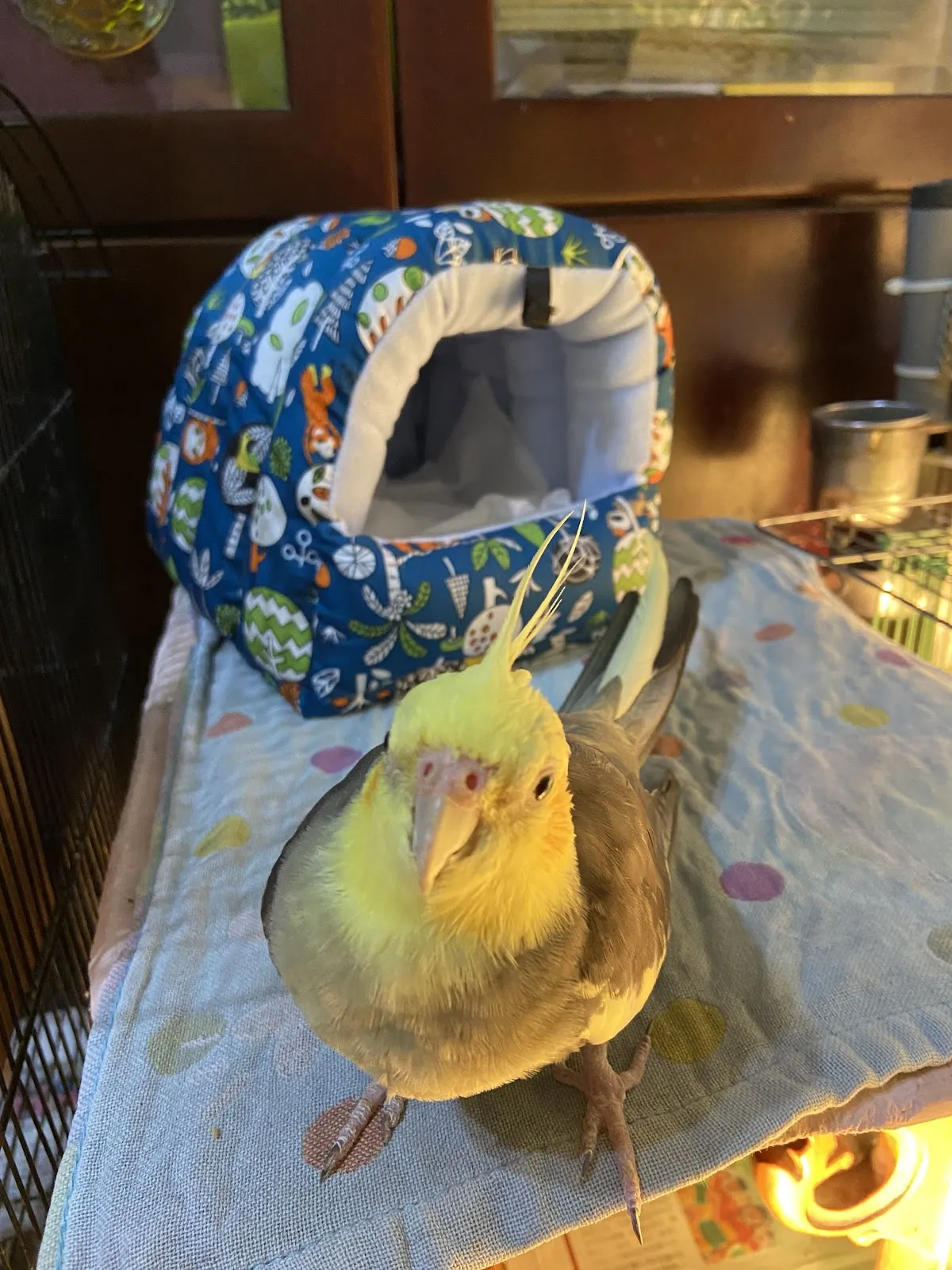 全陽犬貓專科醫院