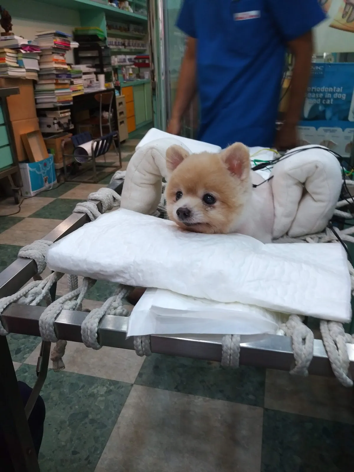 全陽犬貓專科醫院