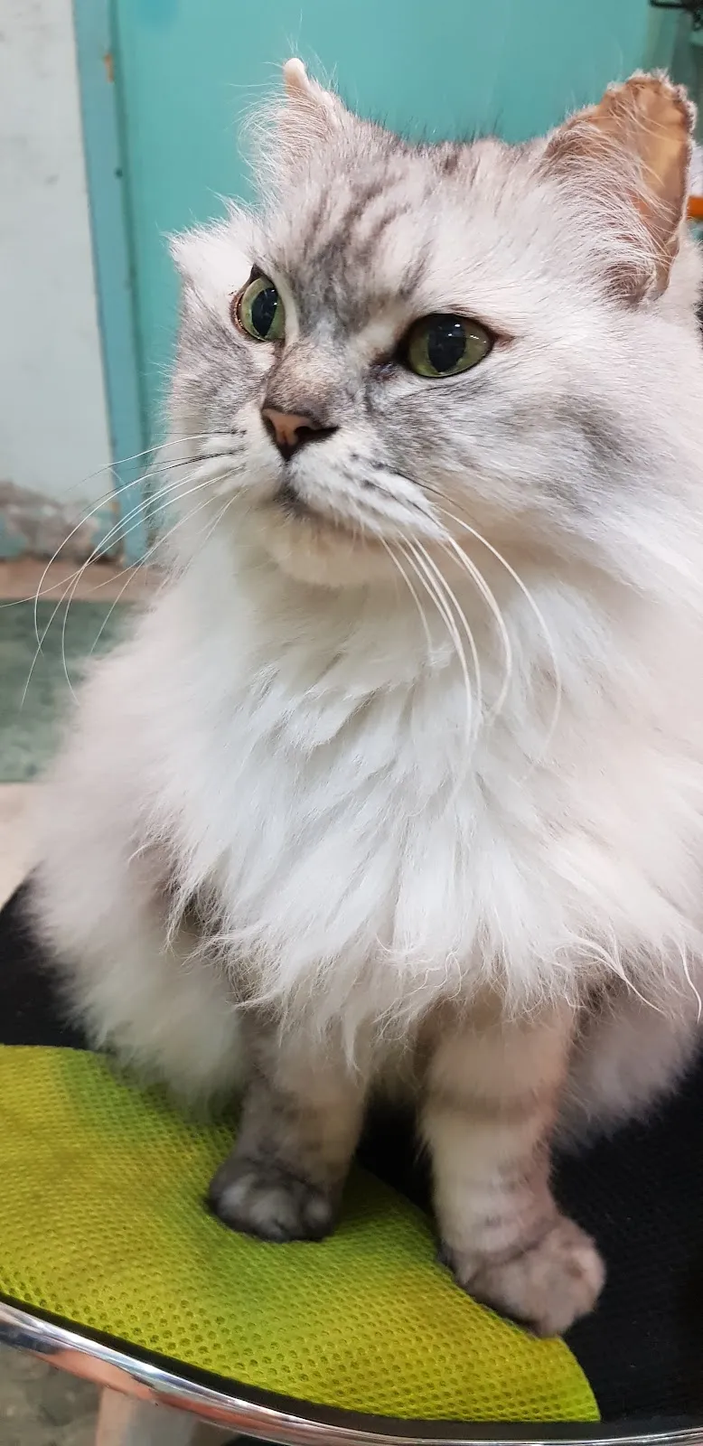 全陽犬貓專科醫院