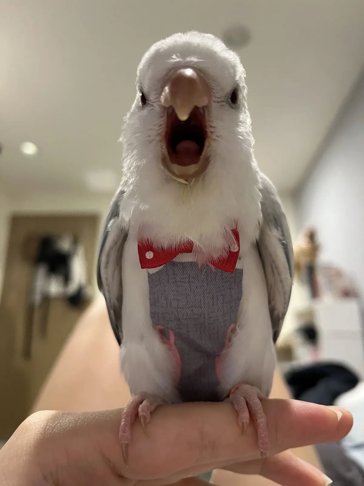 全陽犬貓專科醫院