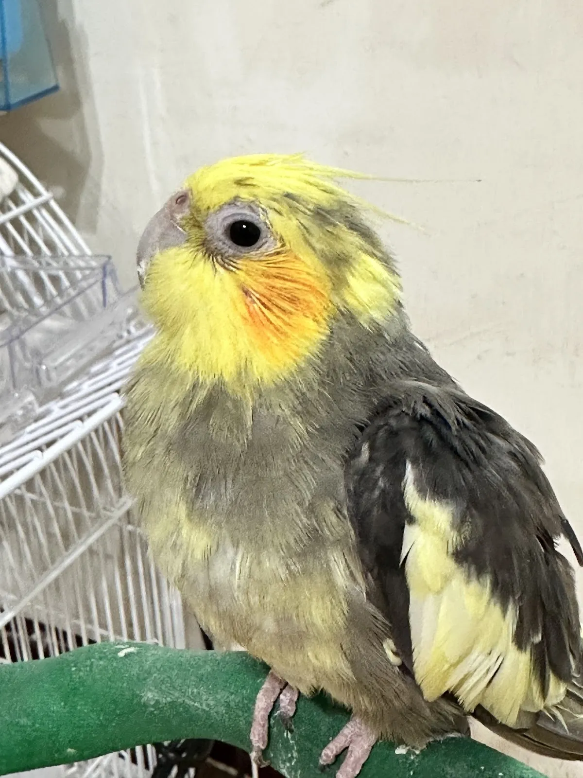 全陽犬貓專科醫院