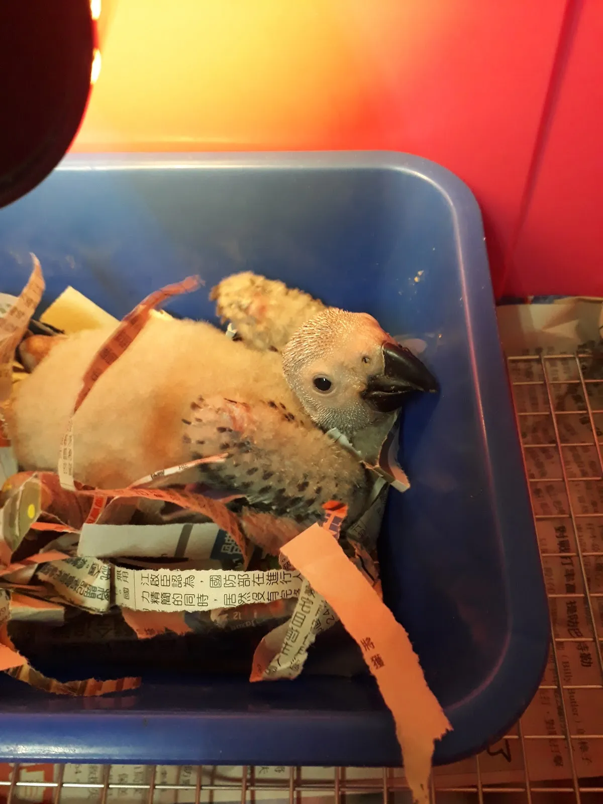 全陽犬貓專科醫院