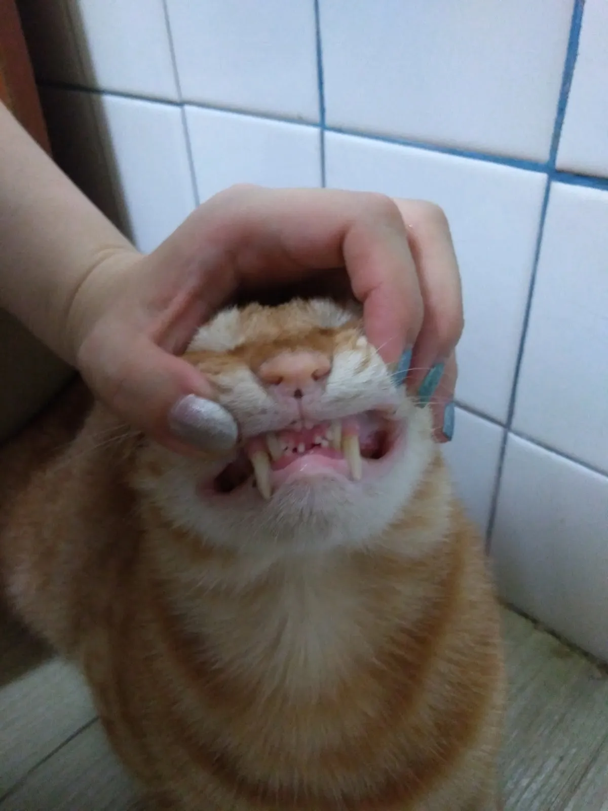 東煌水產動物醫院