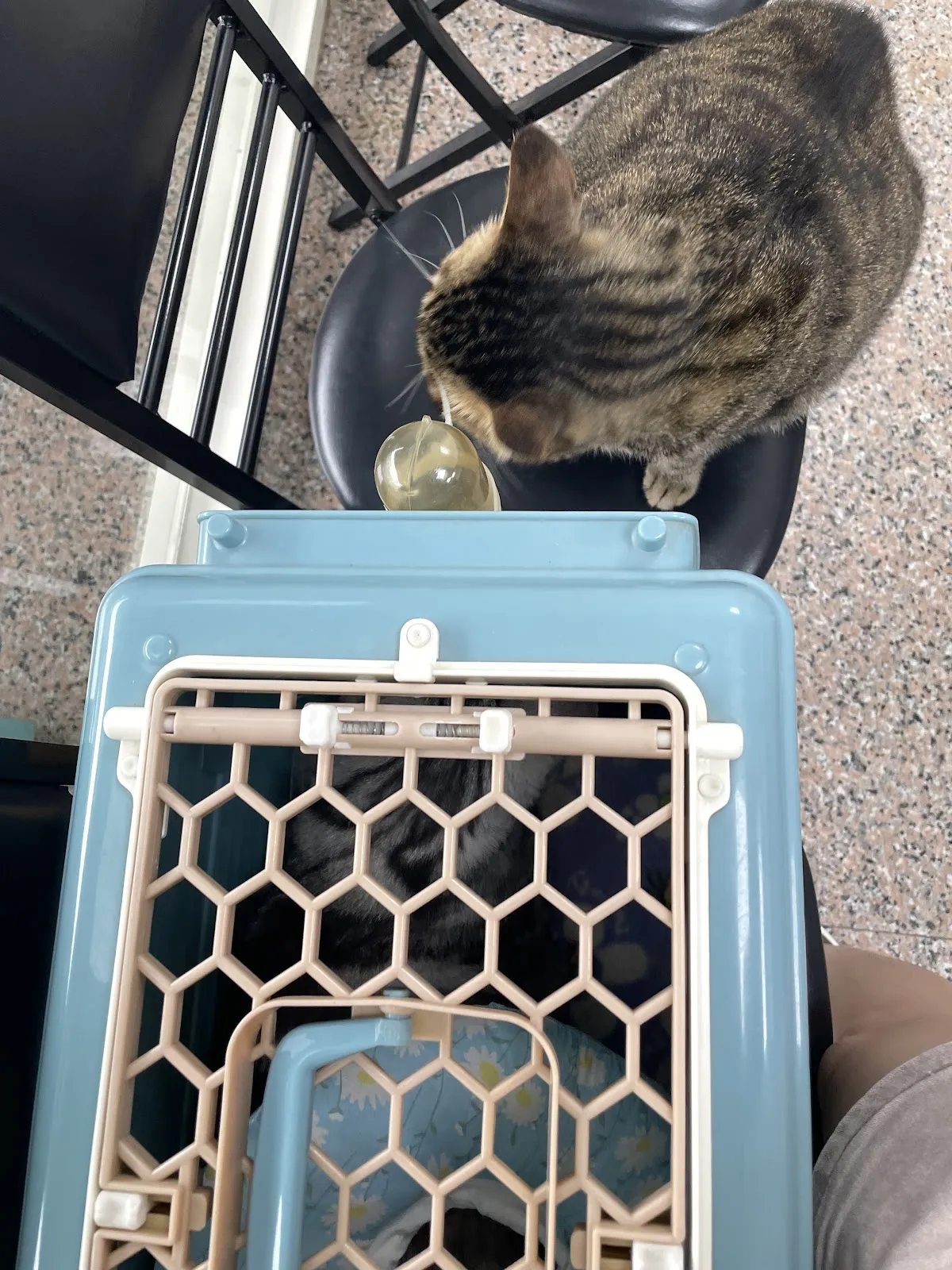 佳畜動物診所