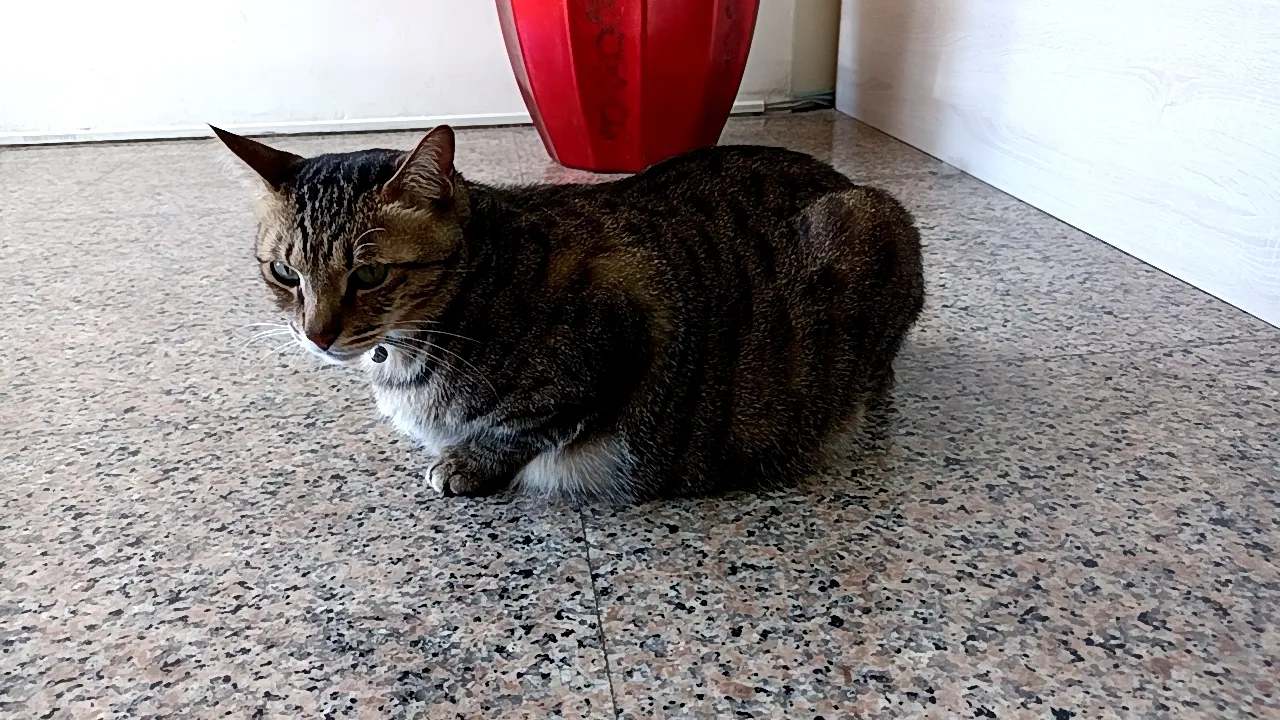佳畜動物診所