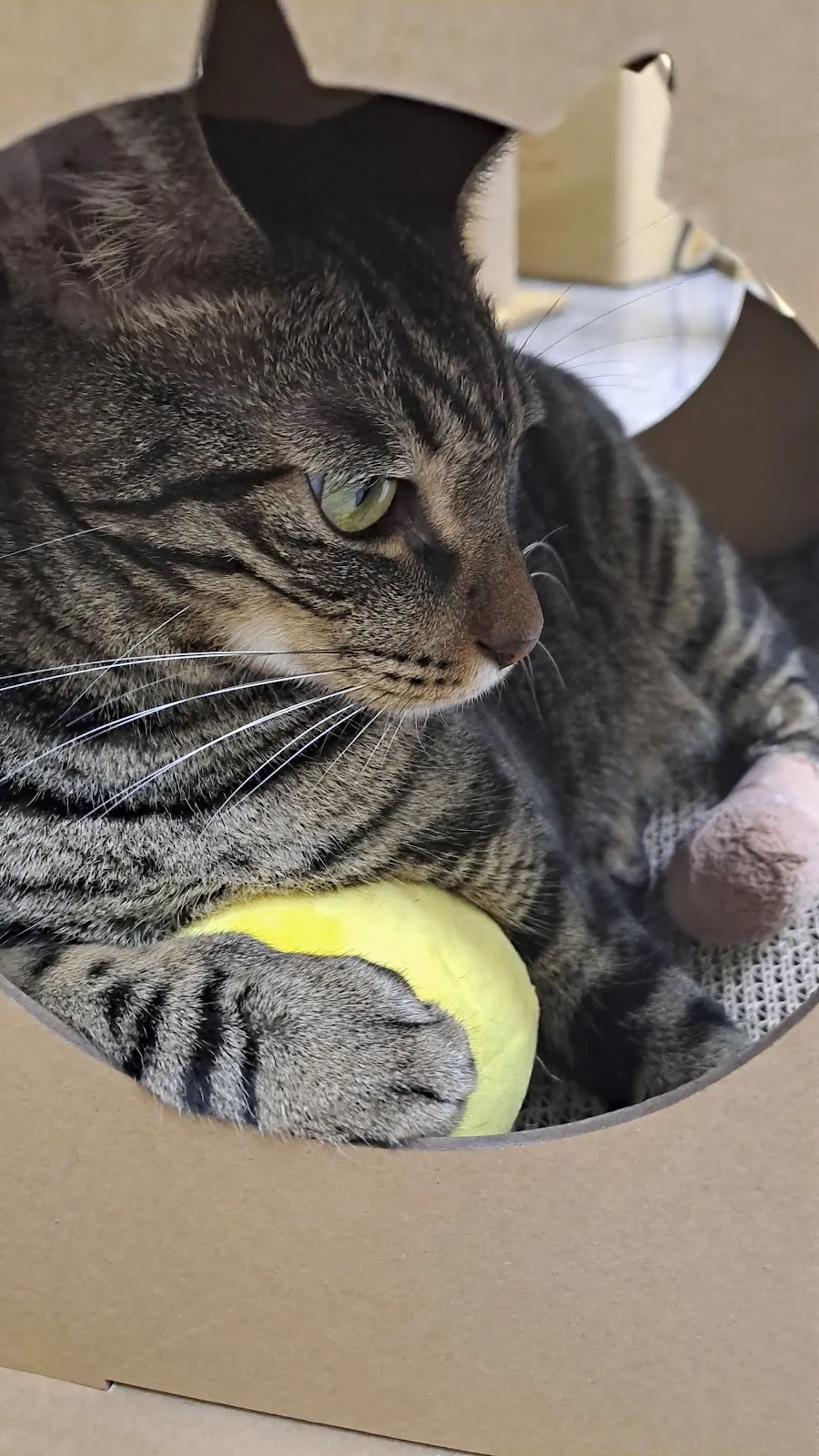 慈愛動物醫院大灣分院