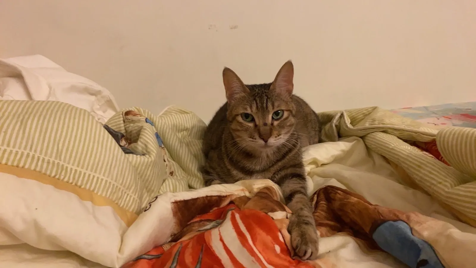 傑生寵物生活館