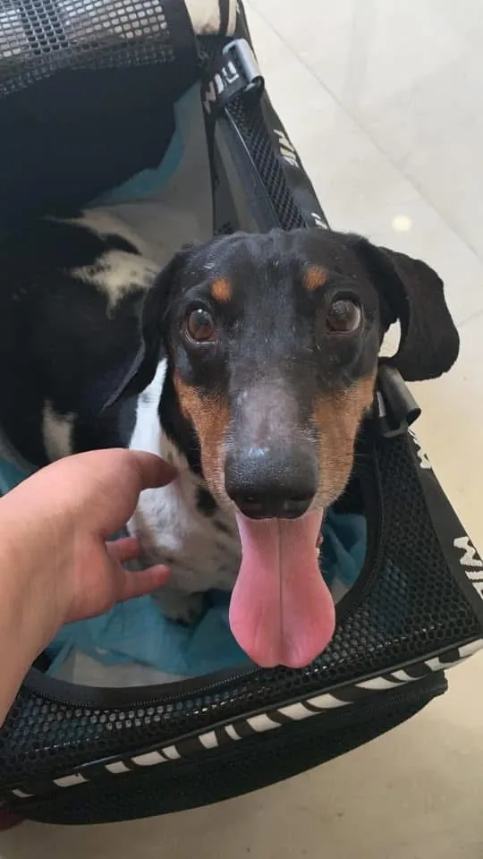 傑生寵物生活館