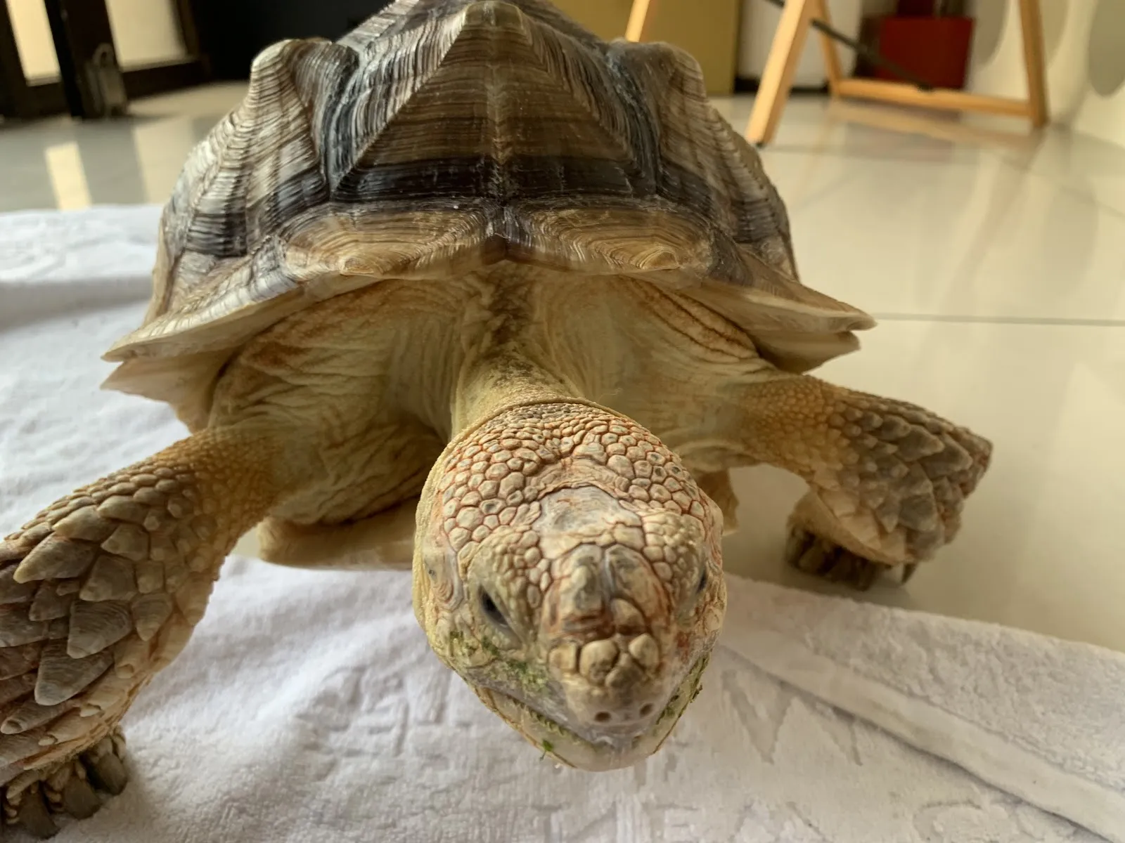 大福小幸動物醫院