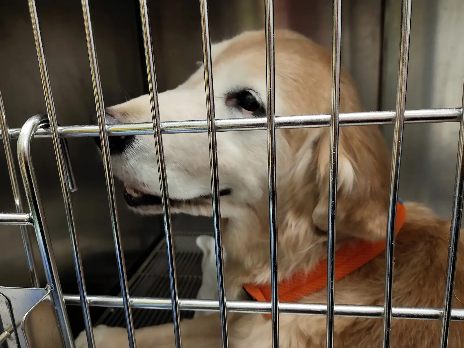 大福小幸動物醫院