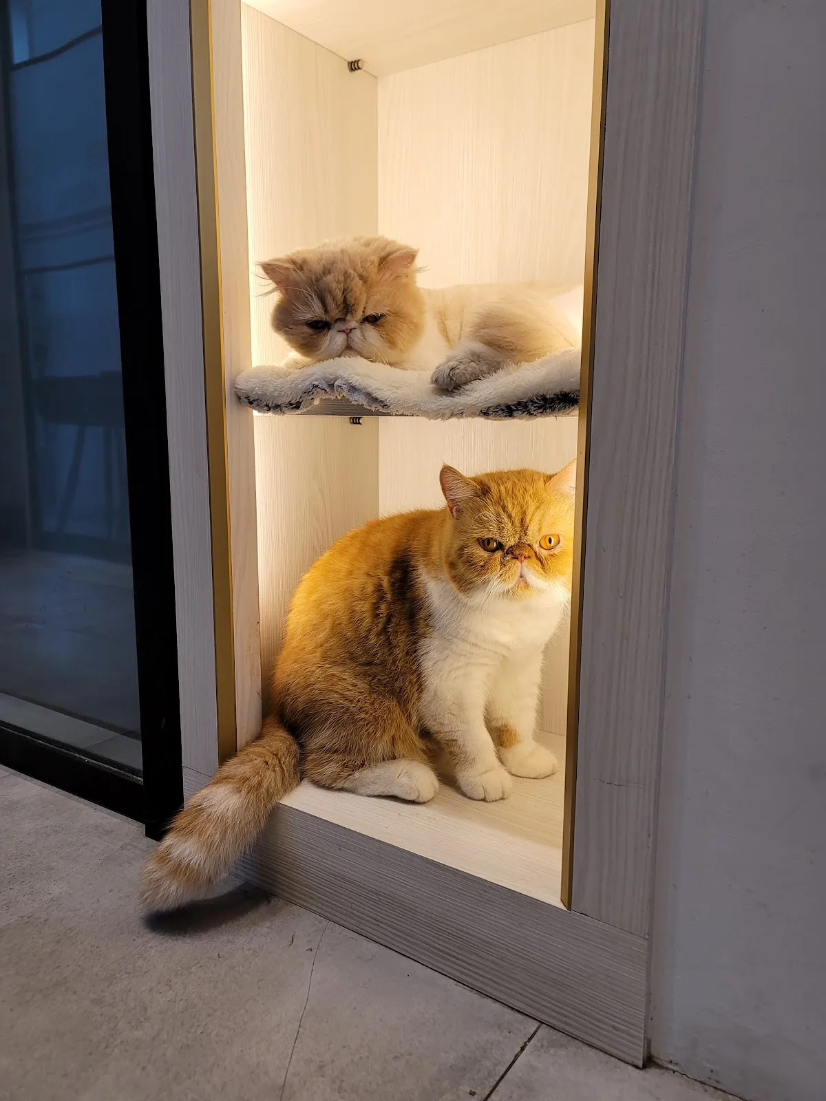 淇寶寶動物醫院