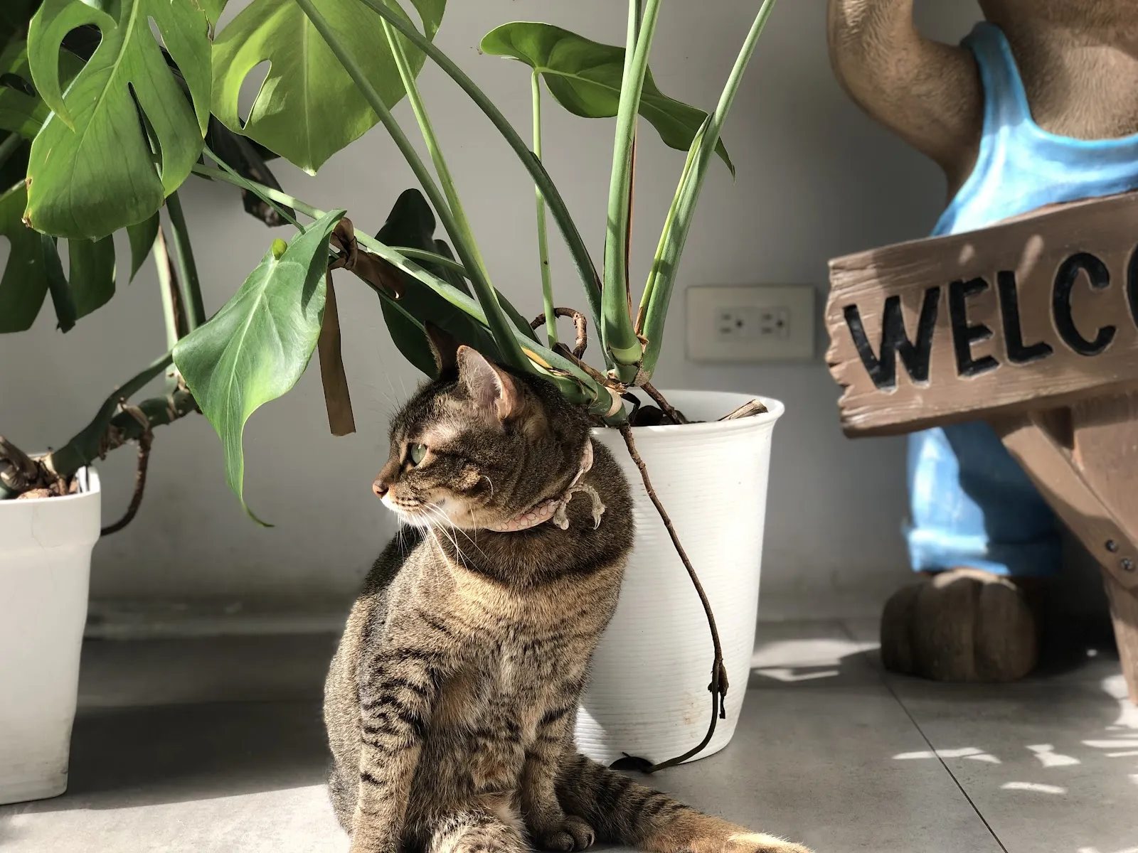 淇寶寶動物醫院