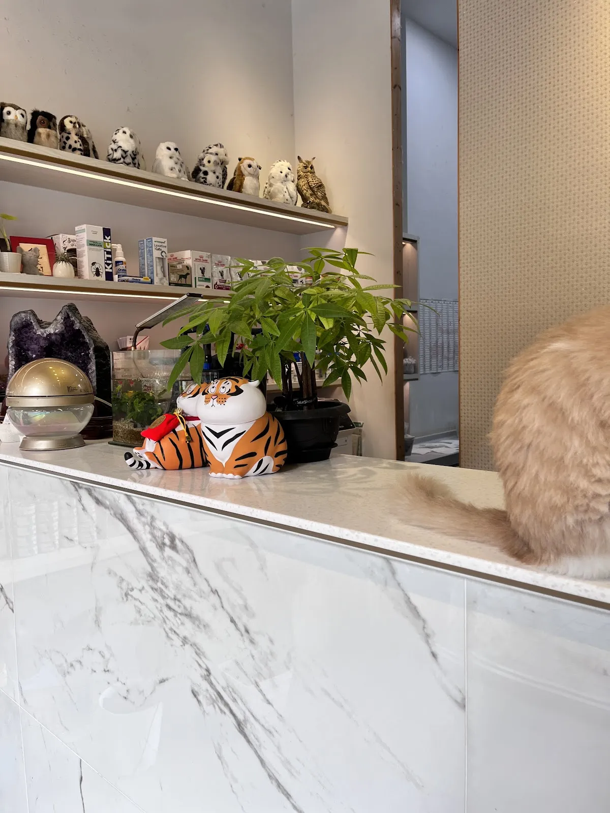 淇寶寶動物醫院