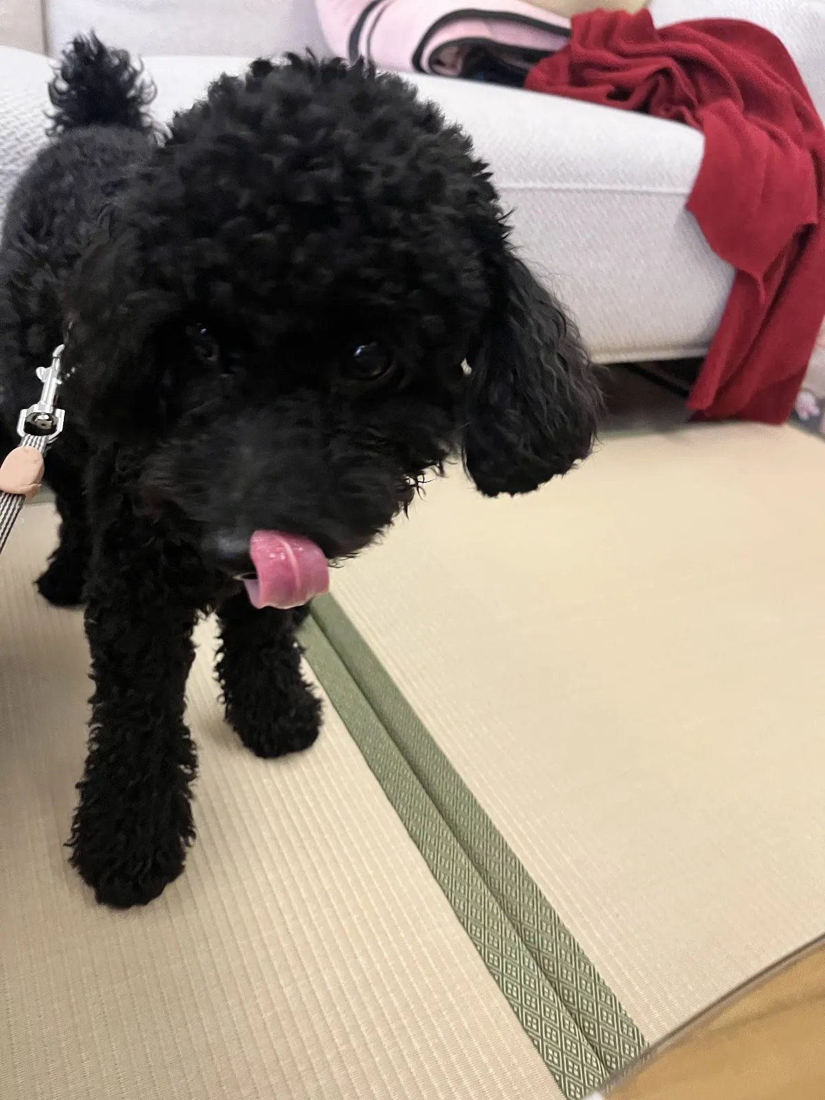 淇寶寶動物醫院