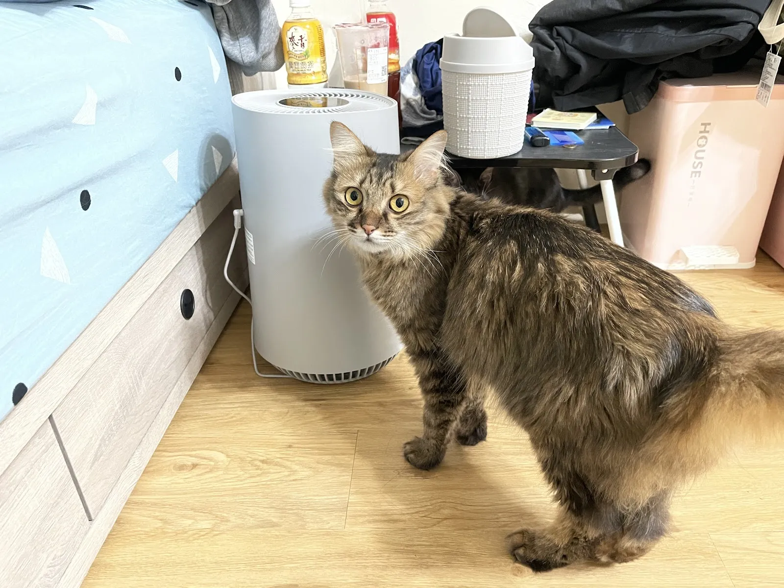 淇寶寶動物醫院