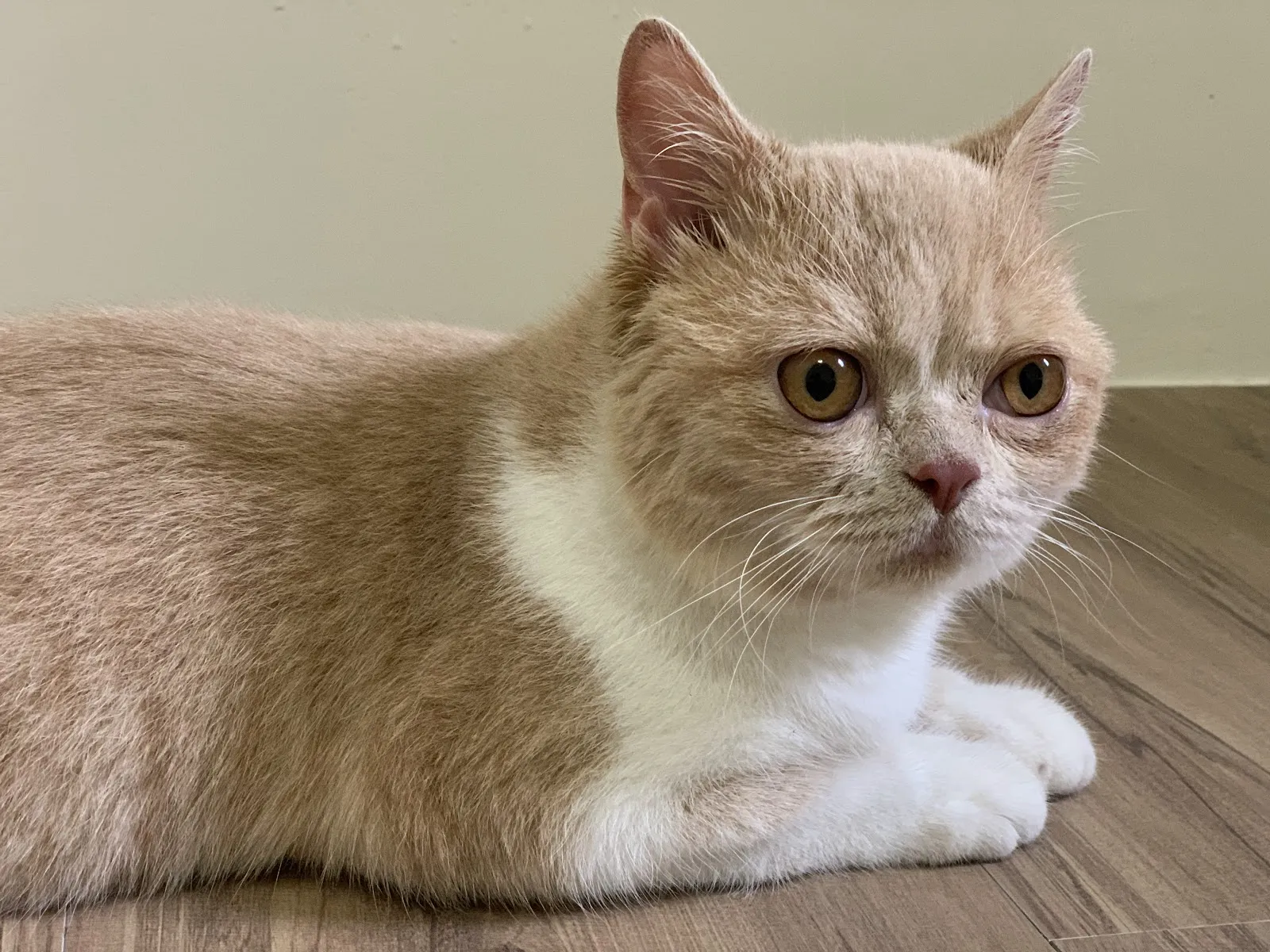 淇寶寶動物醫院