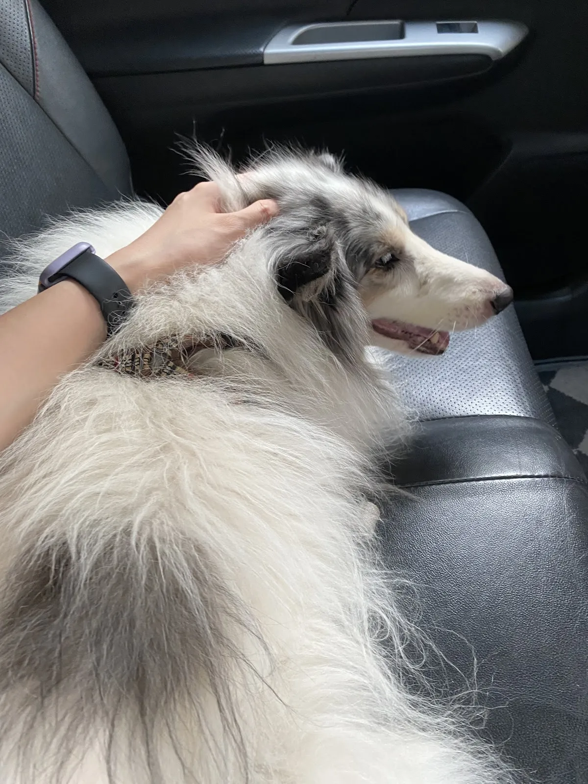 中友犬貓專科醫院