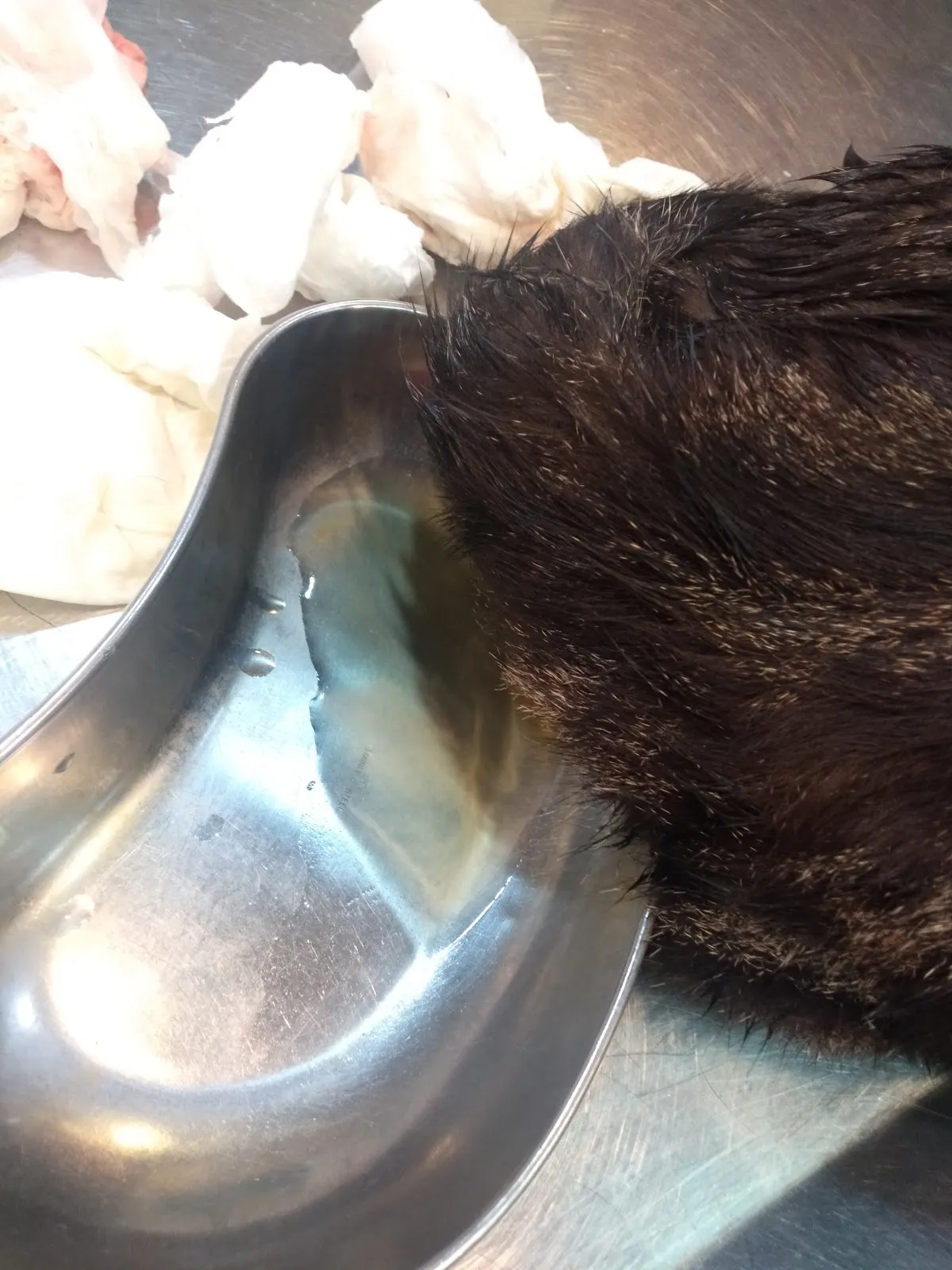 中友犬貓專科醫院