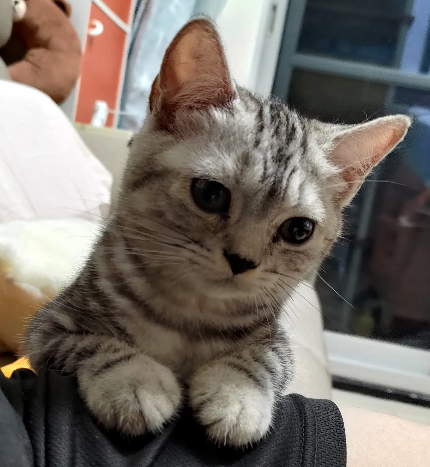 中友犬貓專科醫院