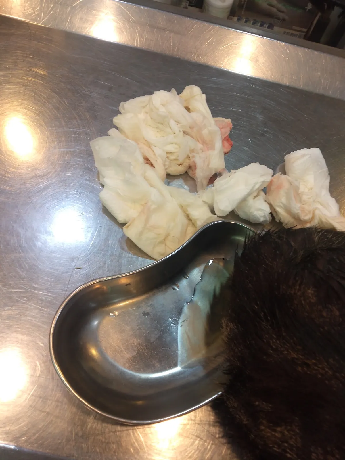 中友犬貓專科醫院