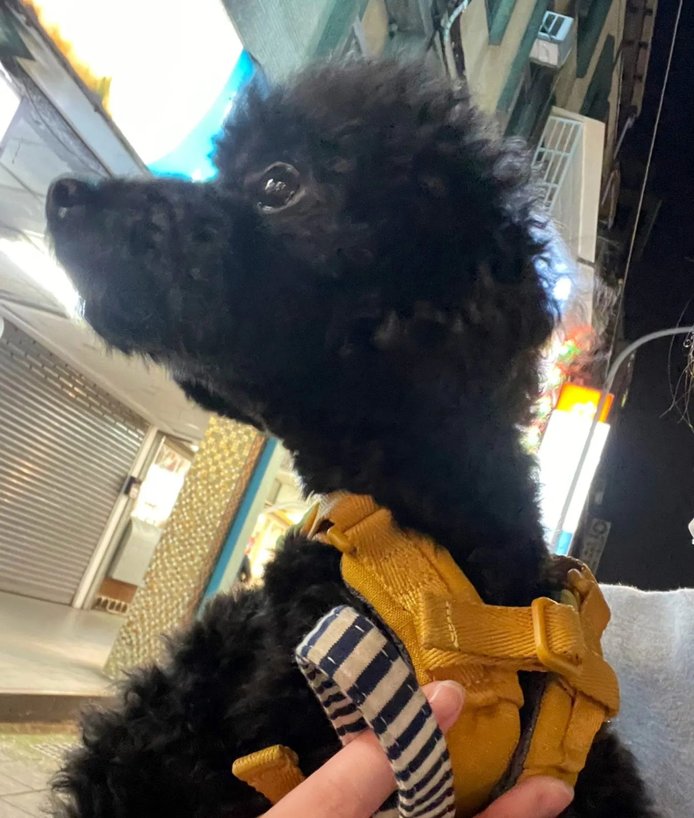 中友犬貓專科醫院