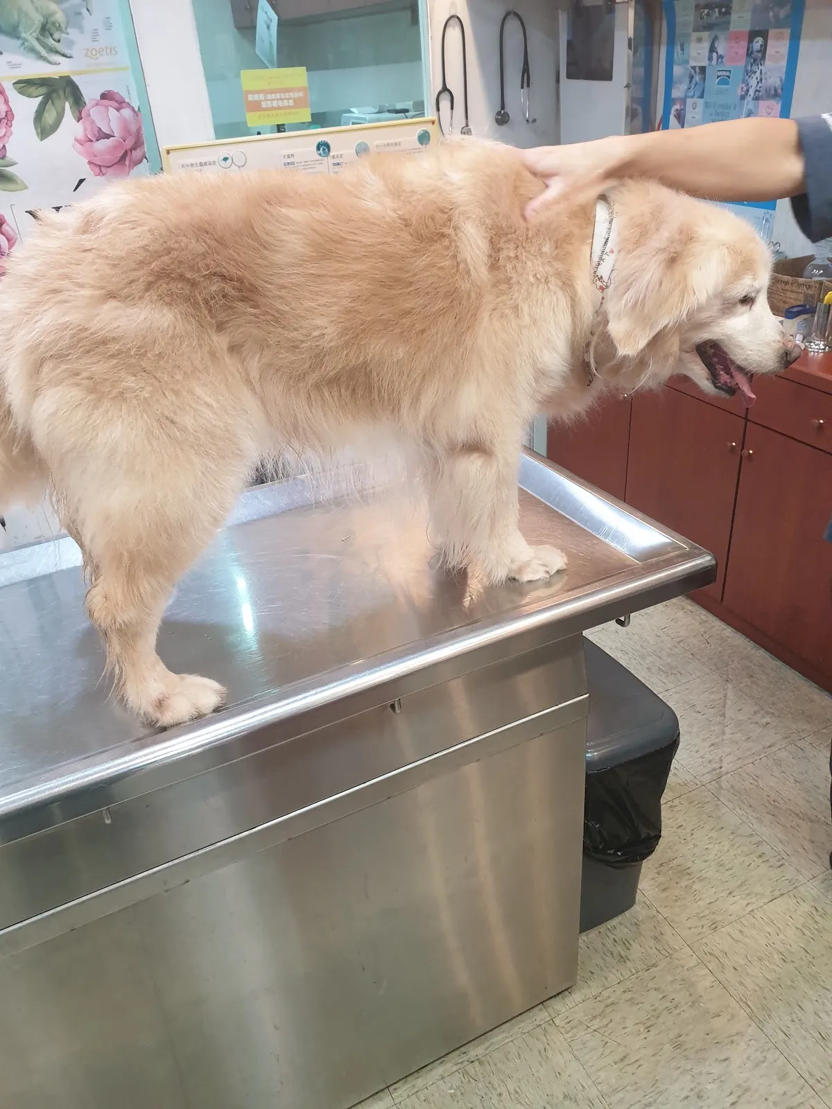 中友犬貓專科醫院