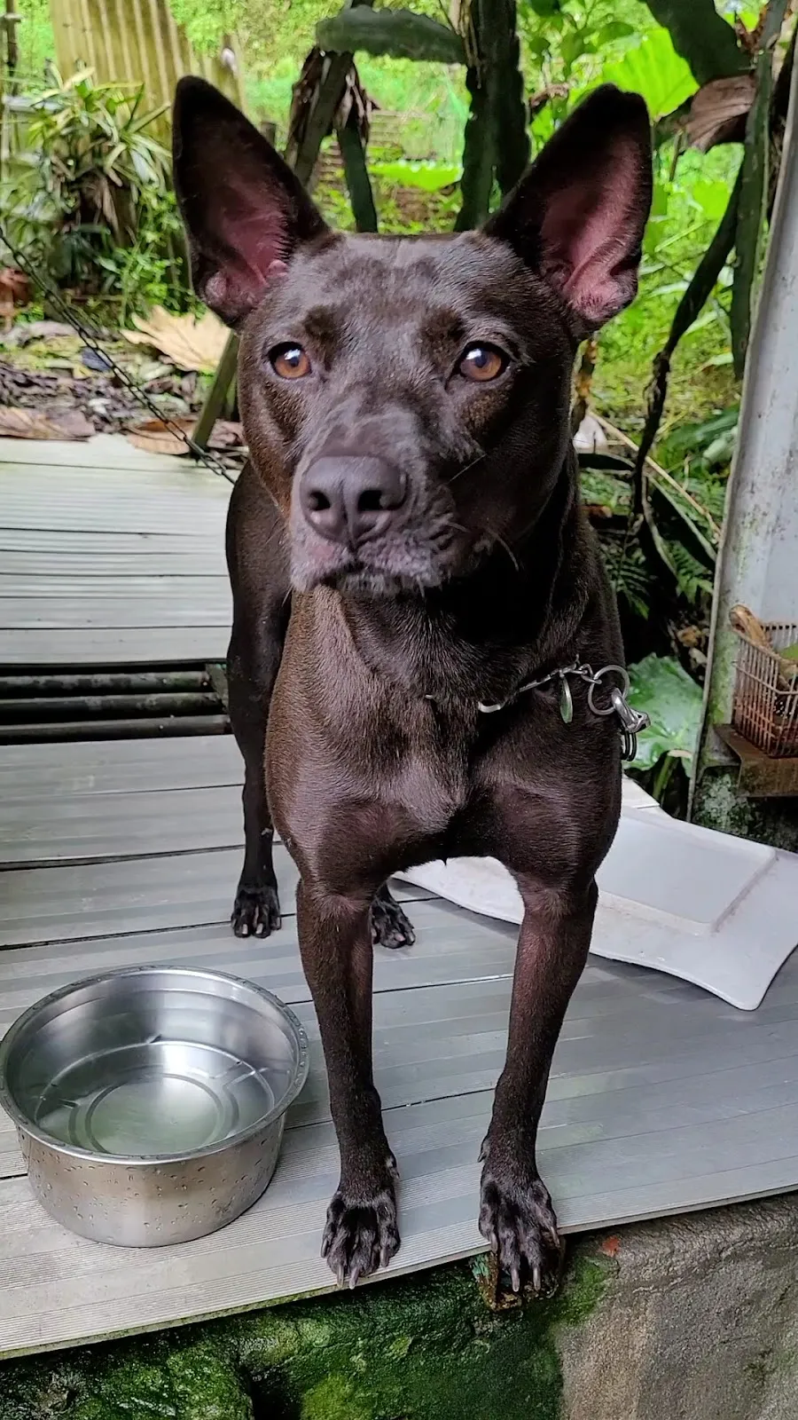 中友犬貓專科醫院