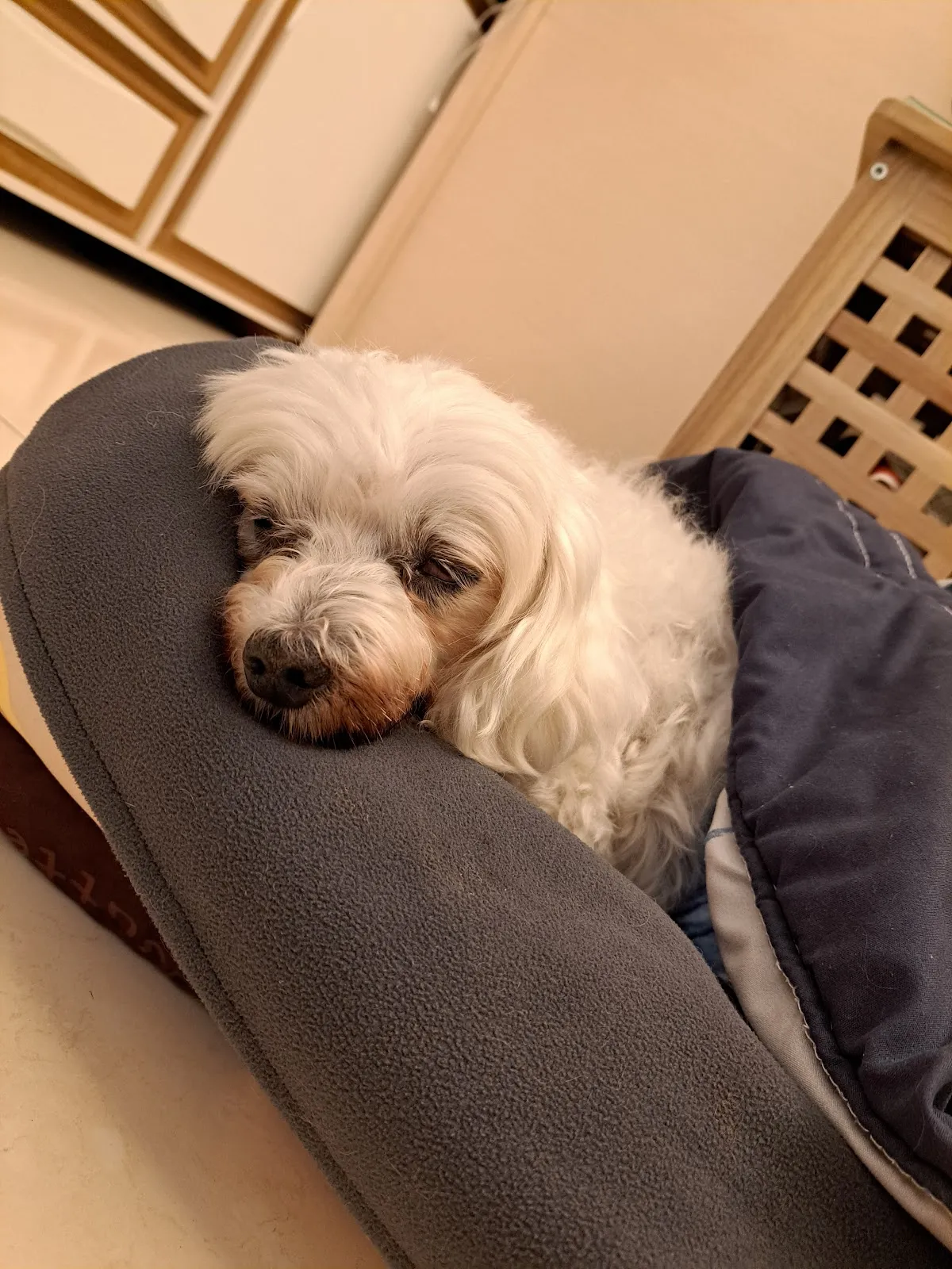 新桃園動物診所