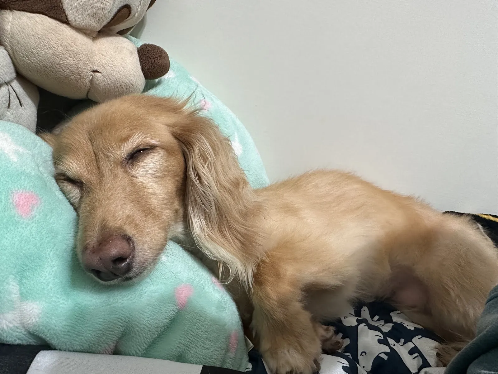 小王子動物醫院復健分院