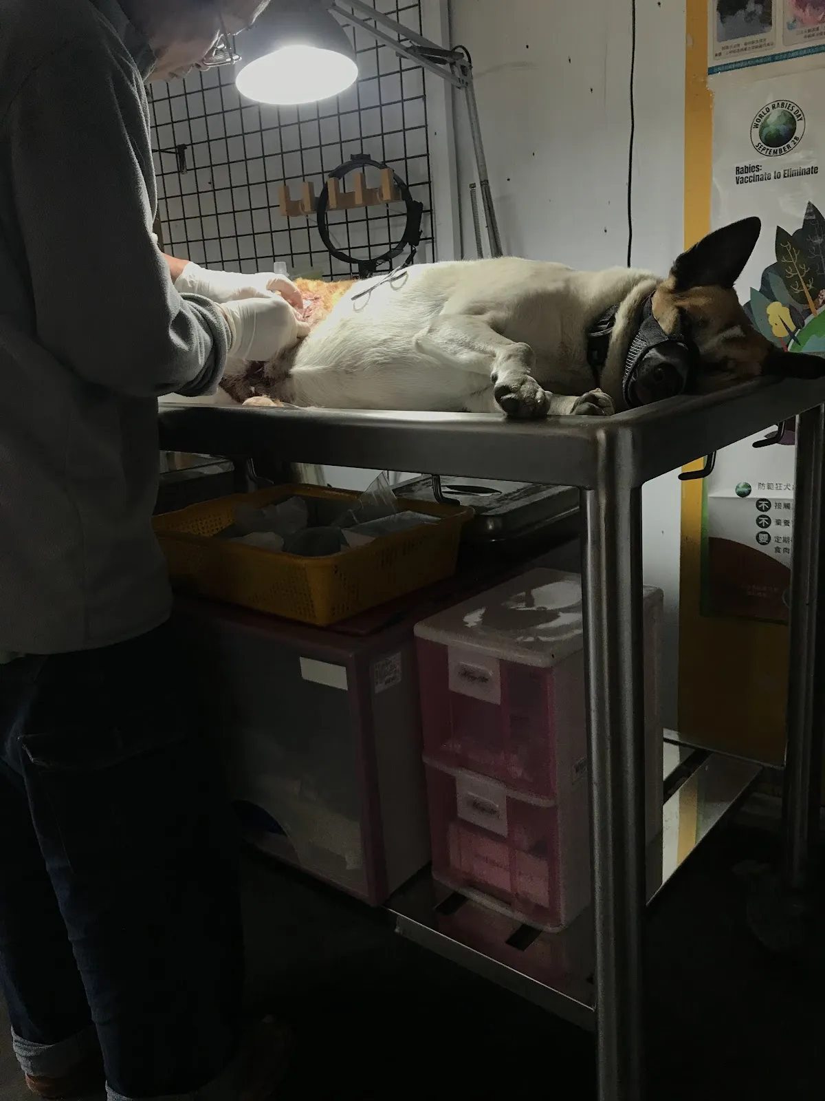 米克斯的動物醫院