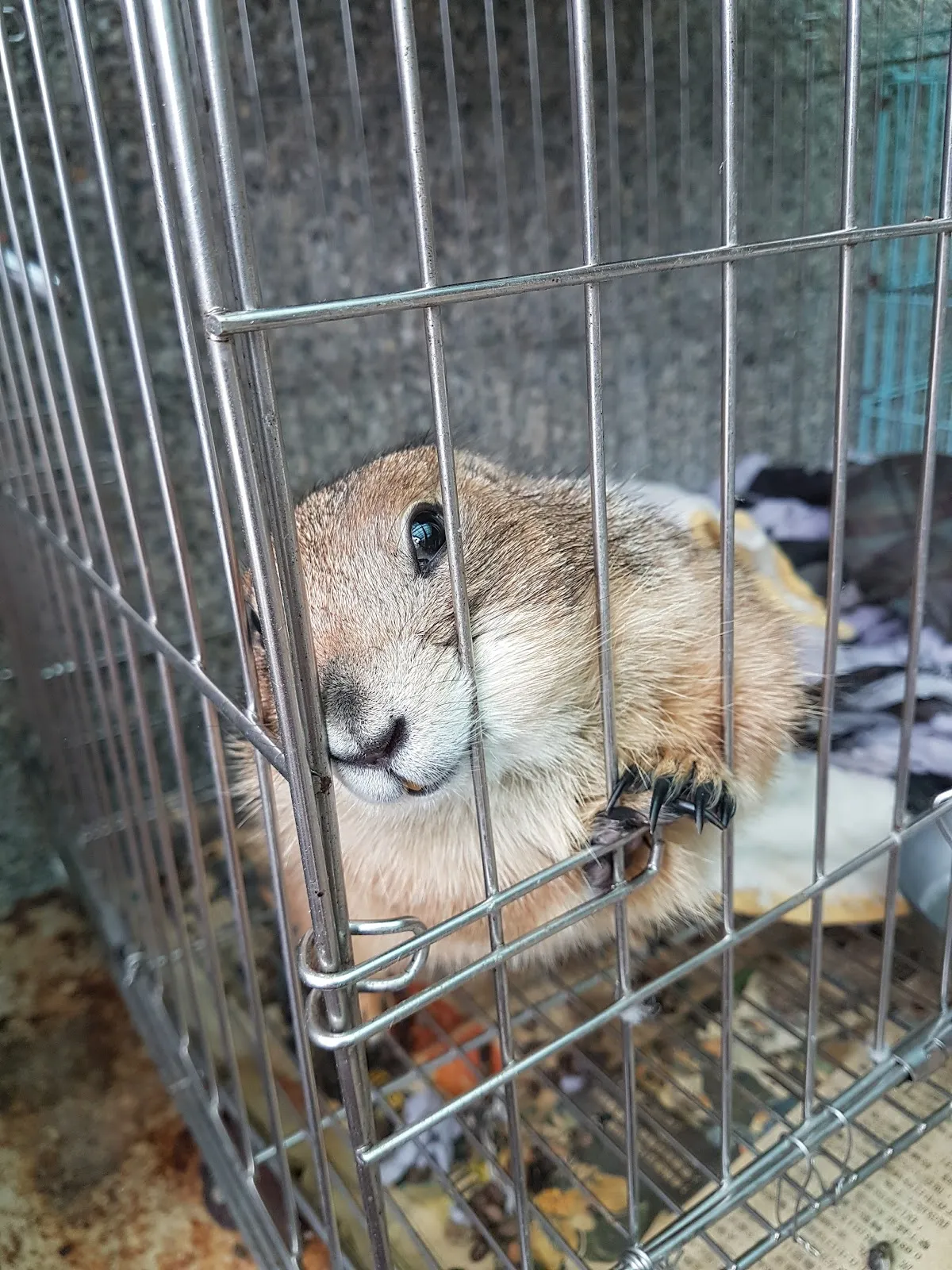 宜蘭縣動植物防疫所附設動物醫院