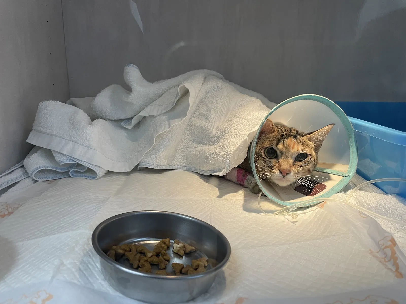 夏洛克動物醫院