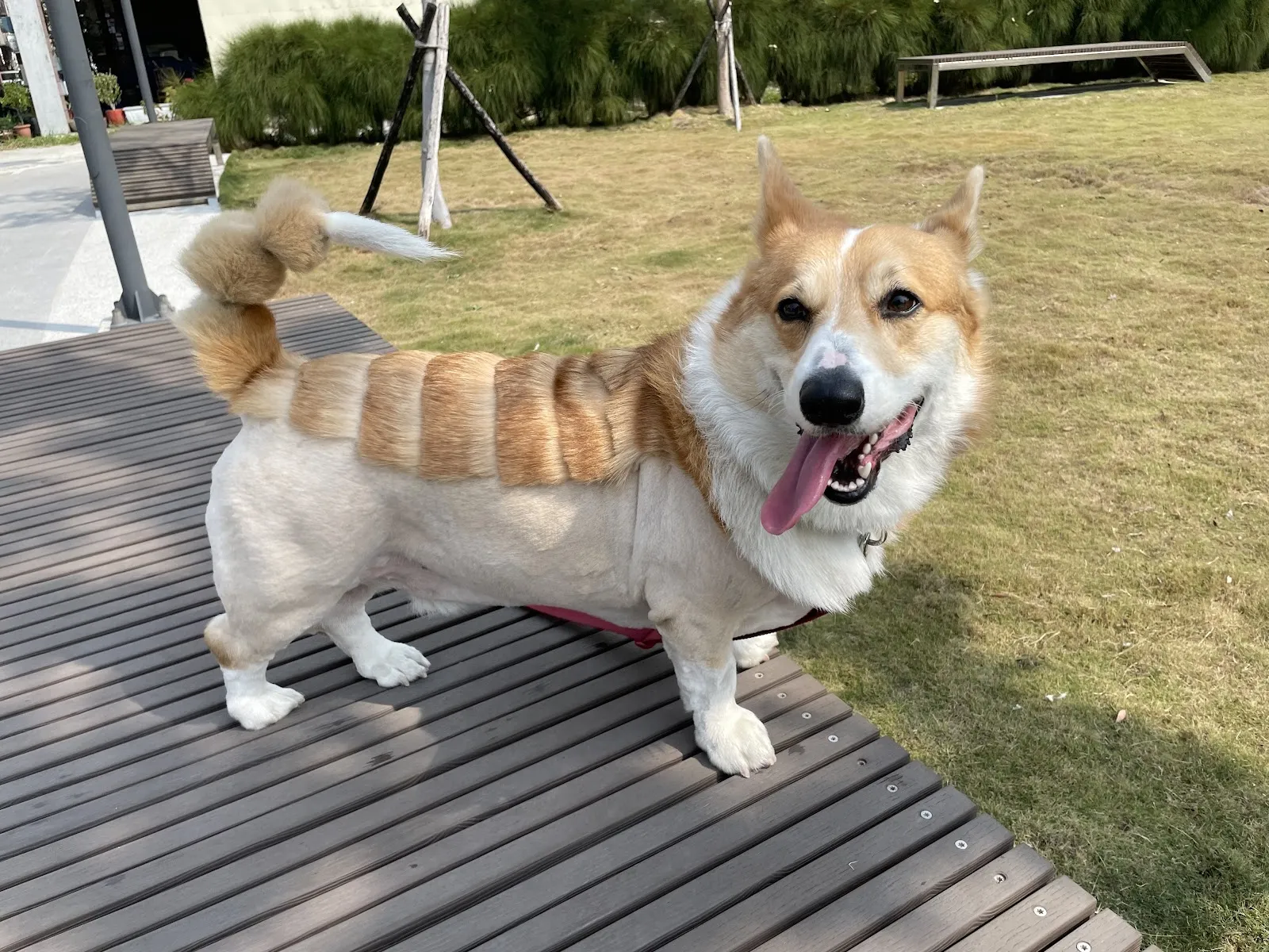 翊昇動物醫院