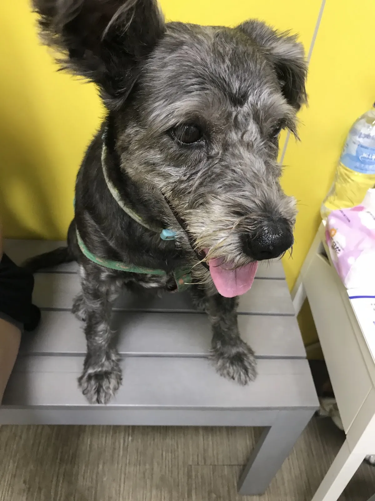 杏運草動物醫院